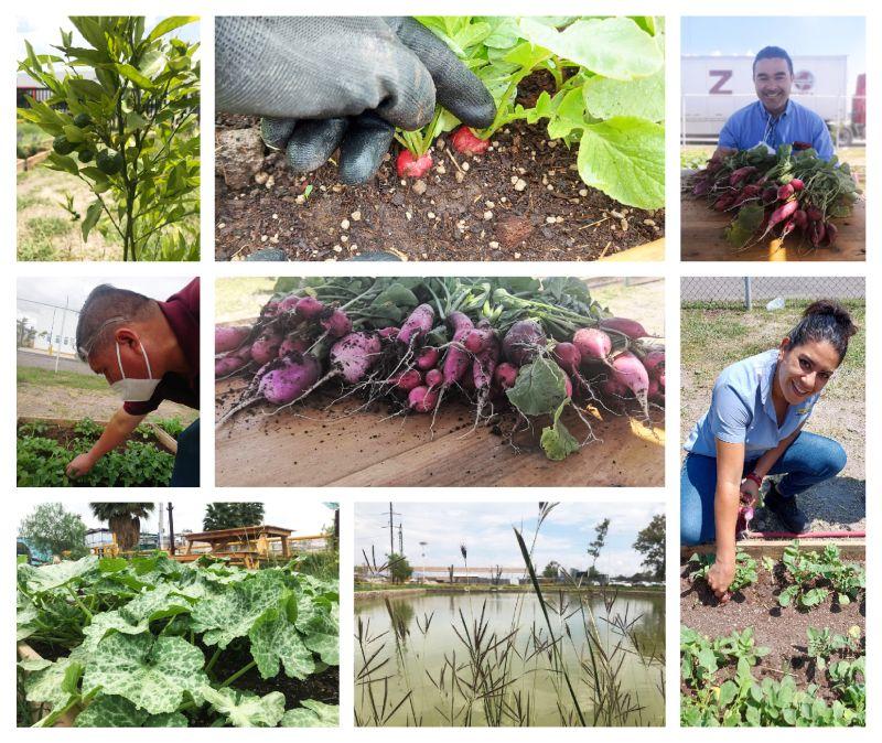 CNH Industrial employees enjoy the new garden project