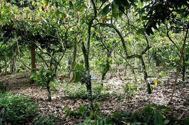 Cacao agroforestry system in Sulawesi. Image courtesy of World Agroforestry Centre.
