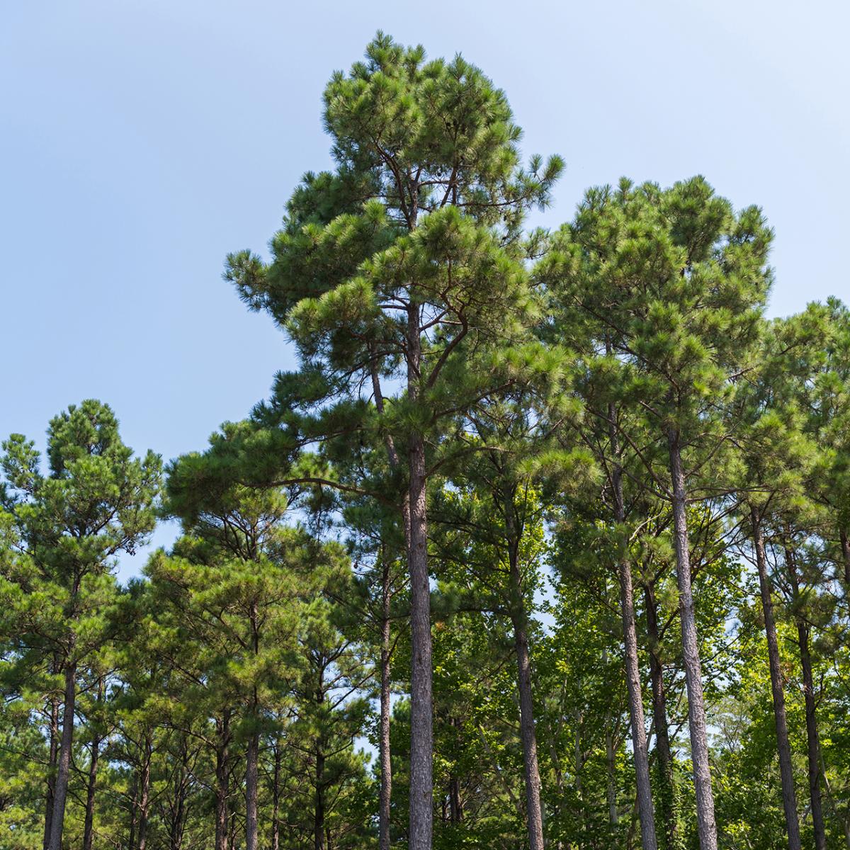 Trees and sky