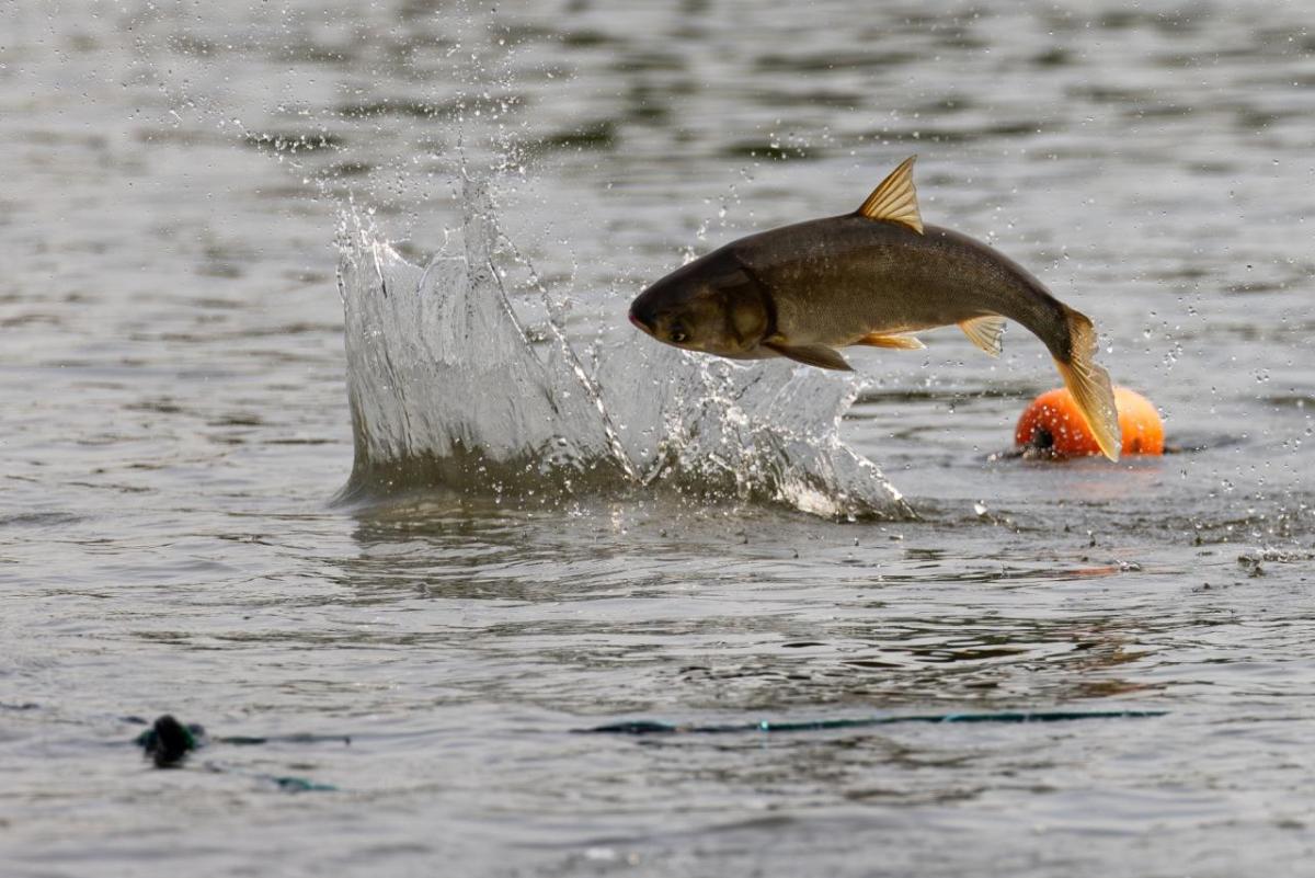 An invasive silver carp jumping out of the water