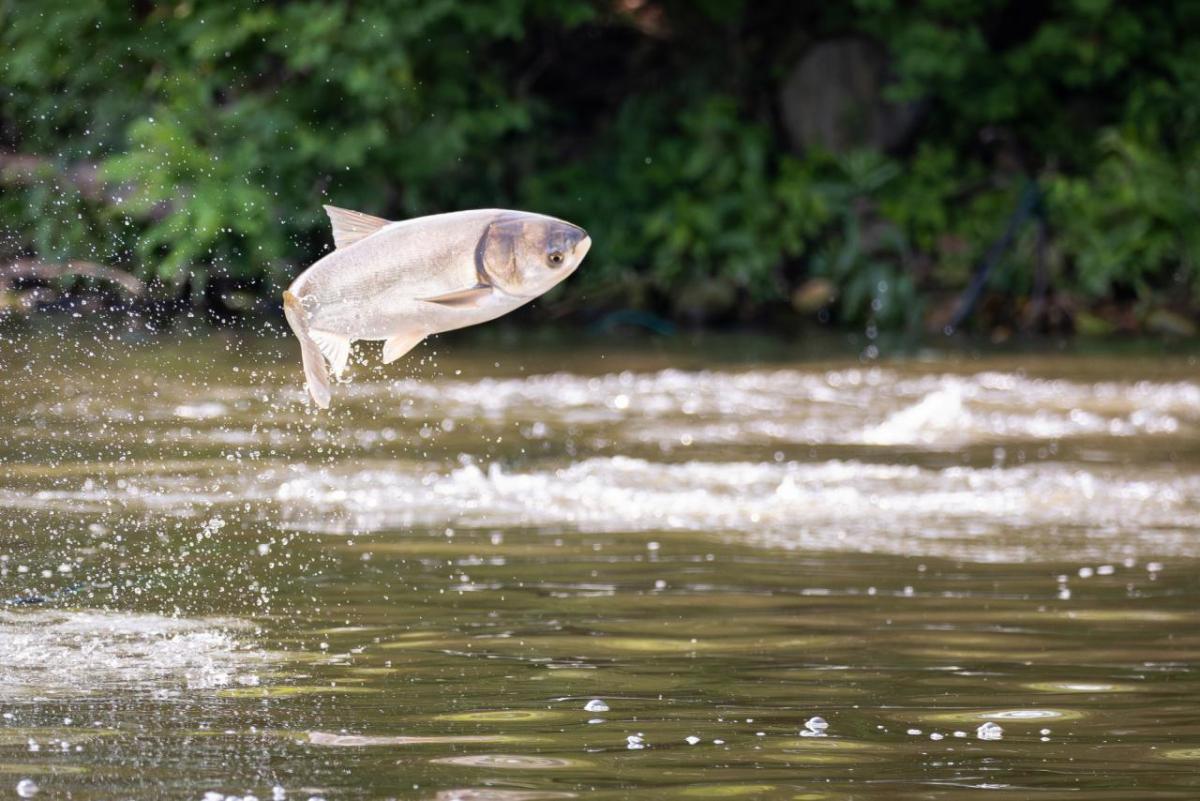 An invasive silver carp jumping out of the water