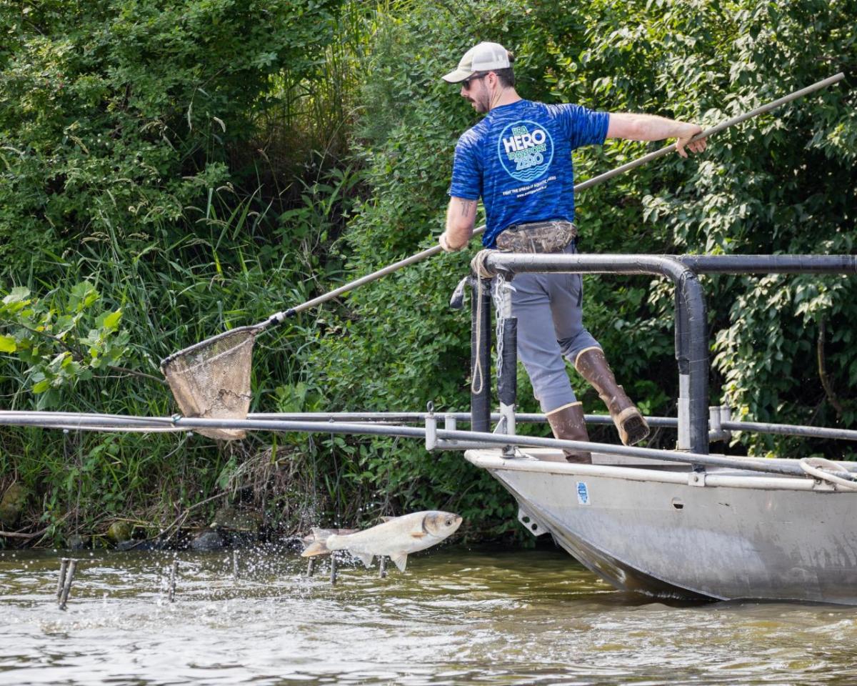 fisherman attempting to catch a jumping invasive carp with a net