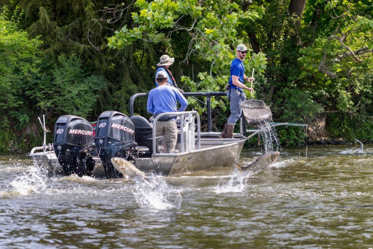 Fishers on a boat with invasive carp jumping out of the water