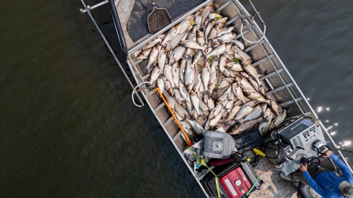 Aerial view of a boat hauling invasive carp