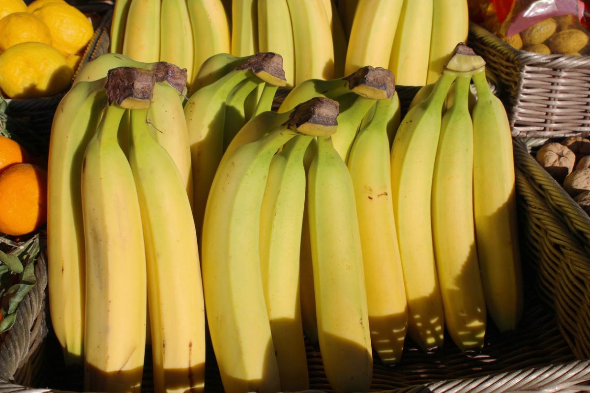 Cavendish Bananas in a basket Cavendish Bananas