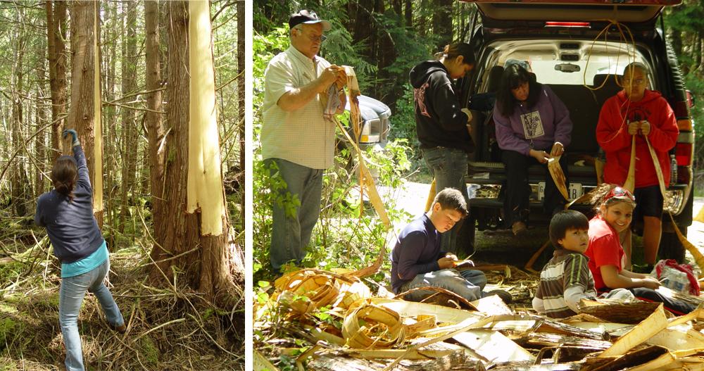 On the left, a woman peels a strip of bark from a cedar tree. On the right group gathers together as they work to remove the outer bark from the cambium layer of several bark peelings.