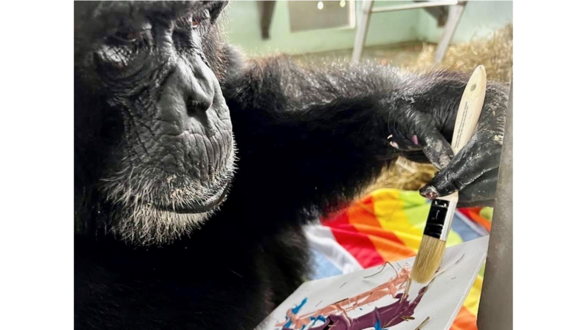 A chimp named Connor works on his art
