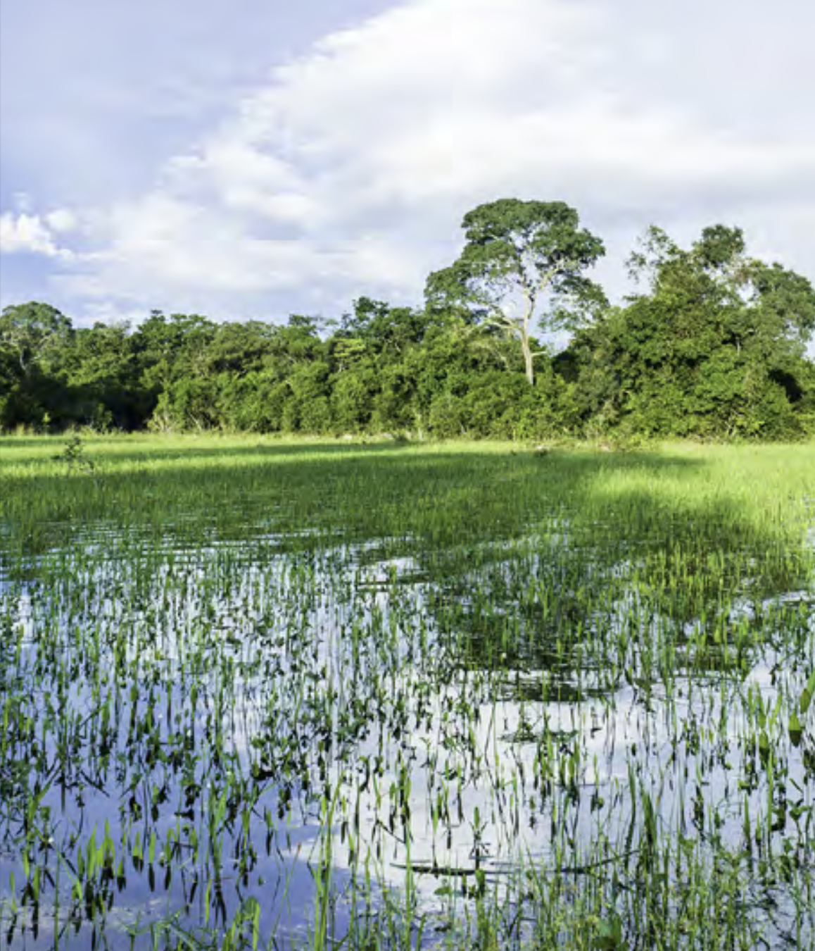 Wetland landscape with trees in the background