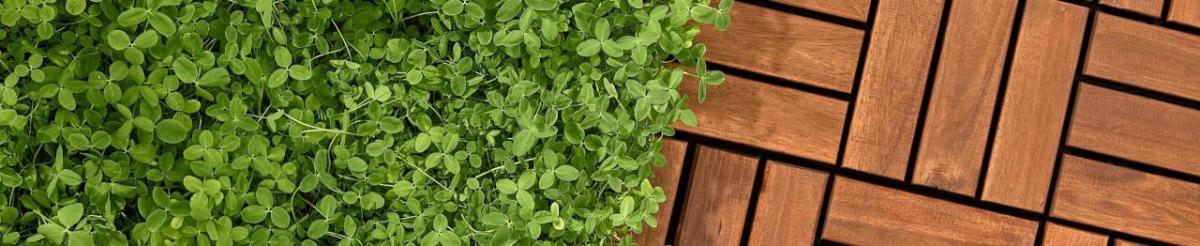 Clover lawn next to decking