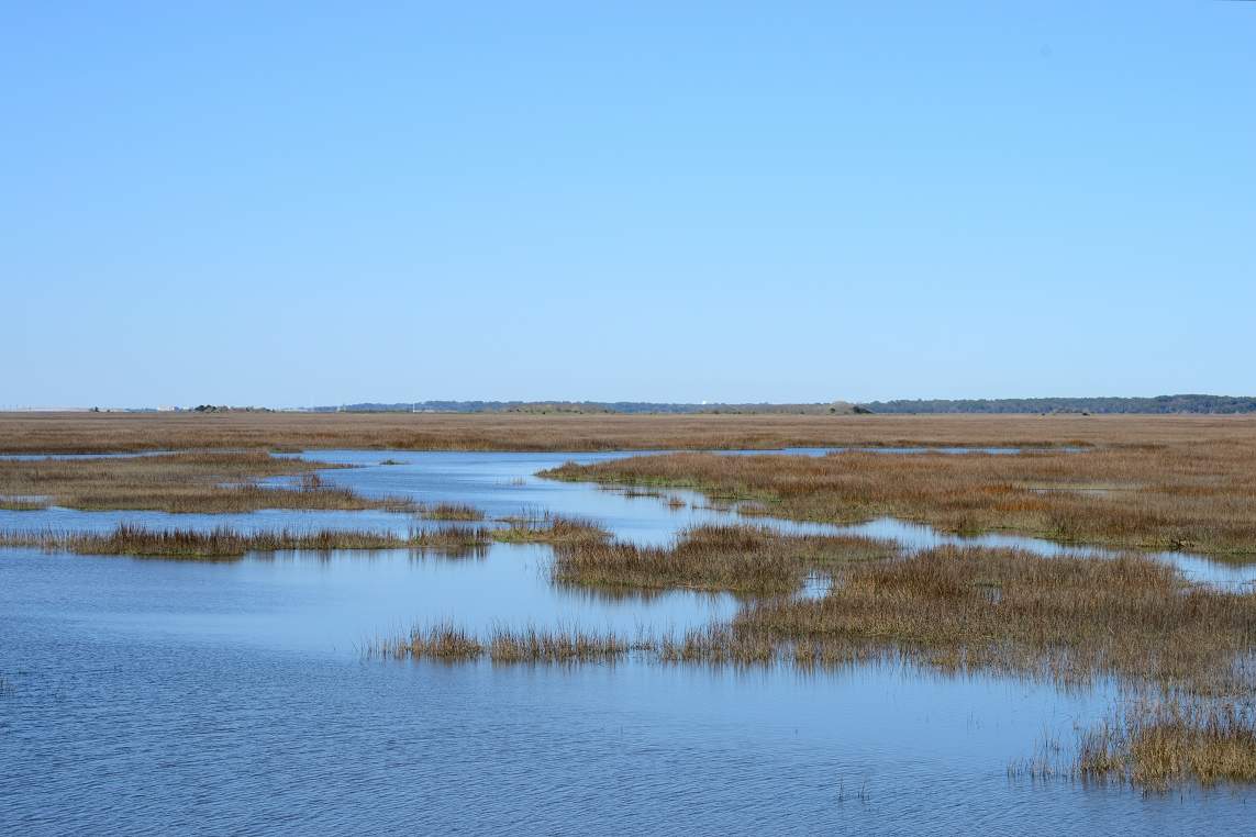 coastal wetland landscape