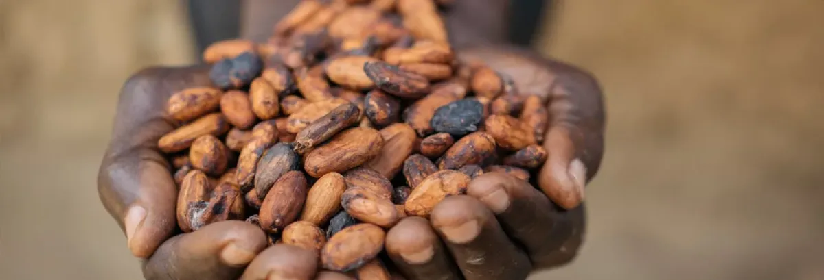 Cupped hands holding cocoa beans
