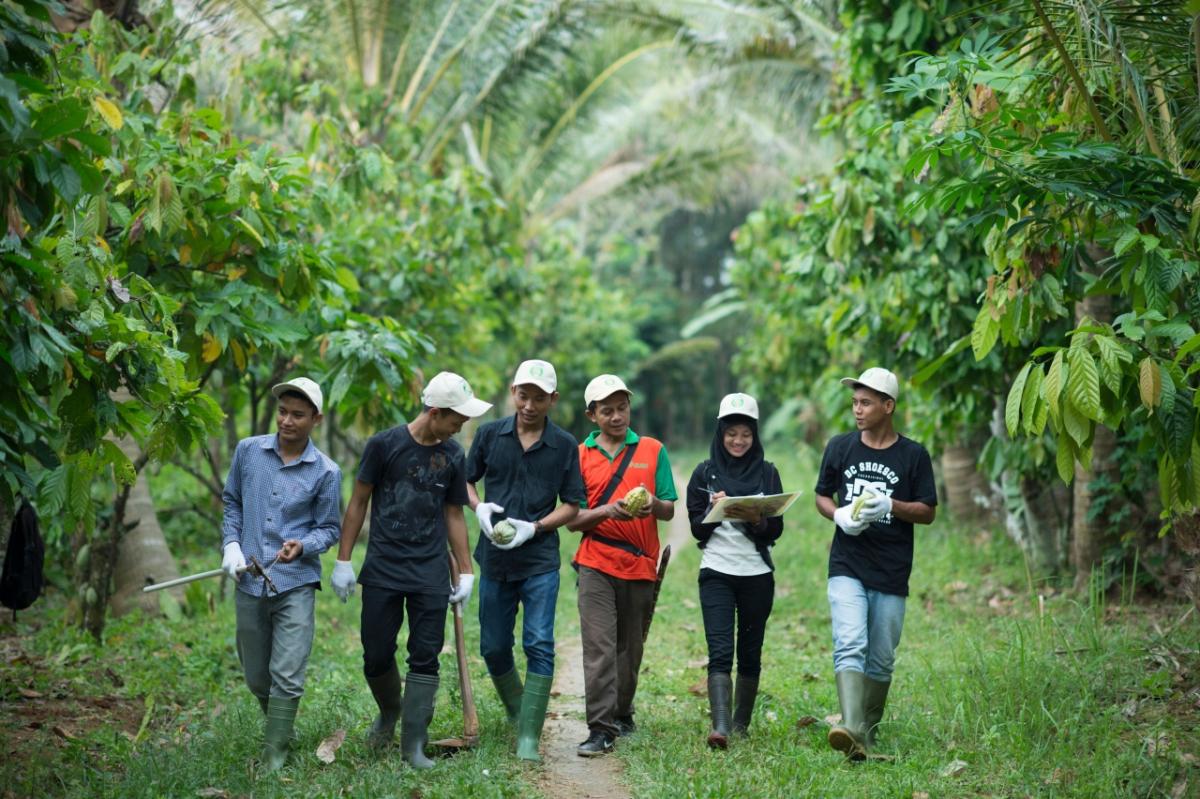 Team walking through cocoa farm