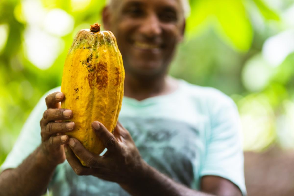 Person holding a cocoa fruit