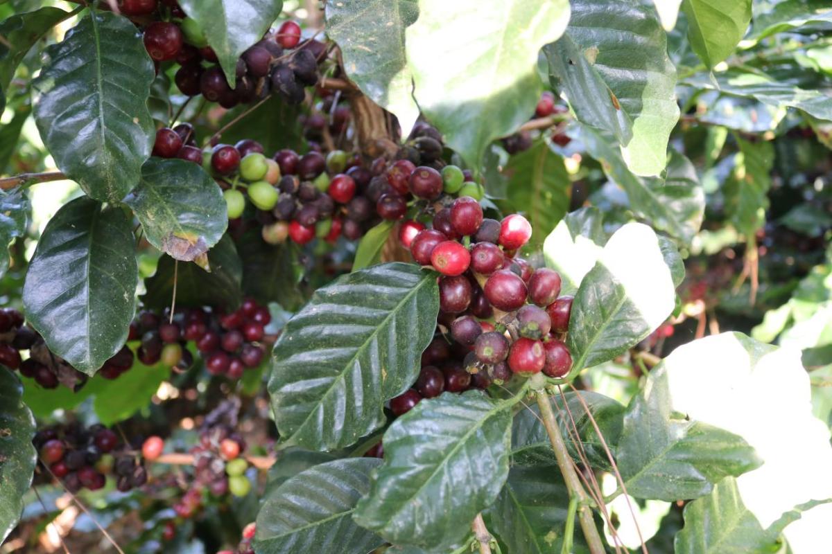 Coffee cherries on a coffee plant in Honduras. Coffee cherries are the red fruits that grow on coffee plants that contain the coffee beans used to make coffee.