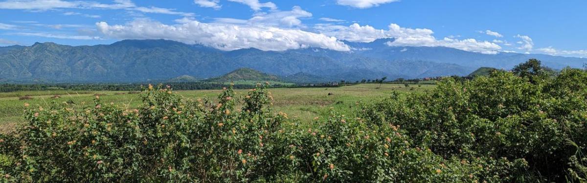 Coffee fields in Uganda