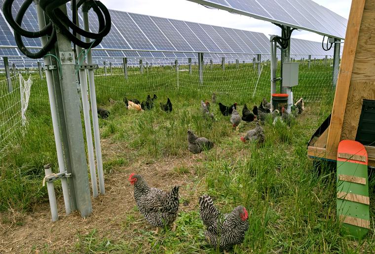Jack's Solar Garden in Colorado