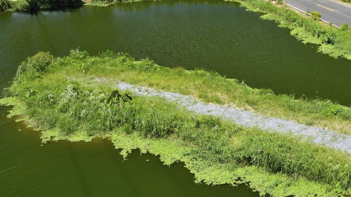 wetland birds eye view