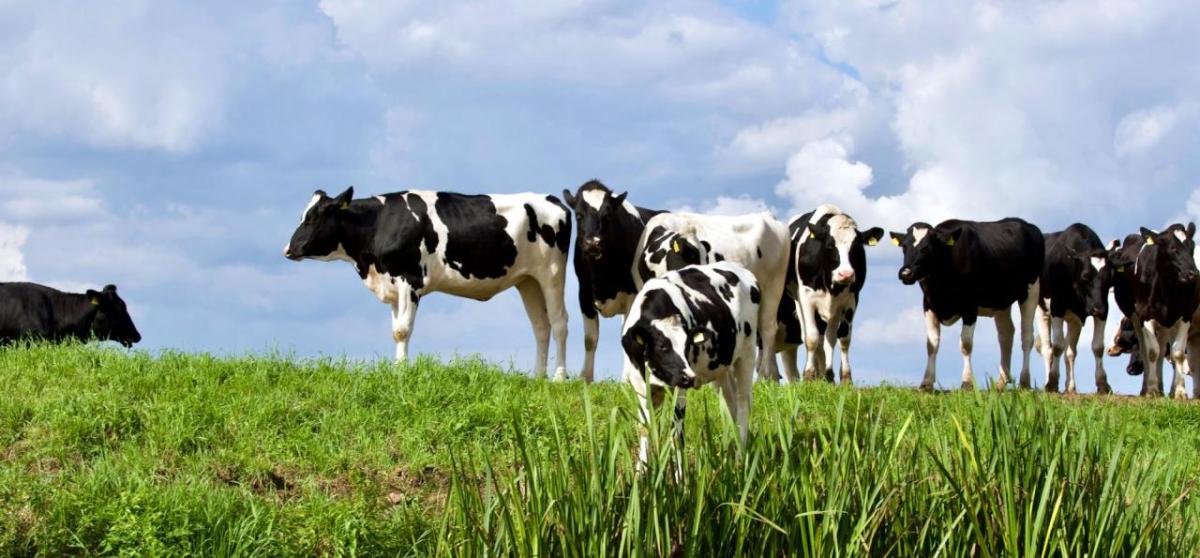 A herd of cows in a field 