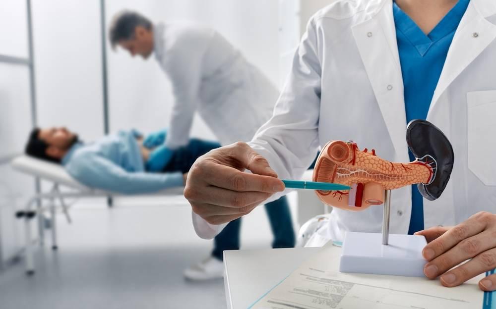 A person using a pen to point to a model of an organ. A person examining the abdomen of another laying down.