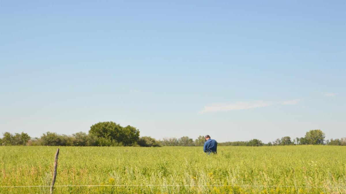 A field on an ALUS participant's farm.