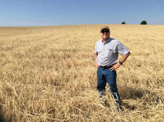 Dan standing in a field of cereal rye cover crop Dan Gillespie standing in field
