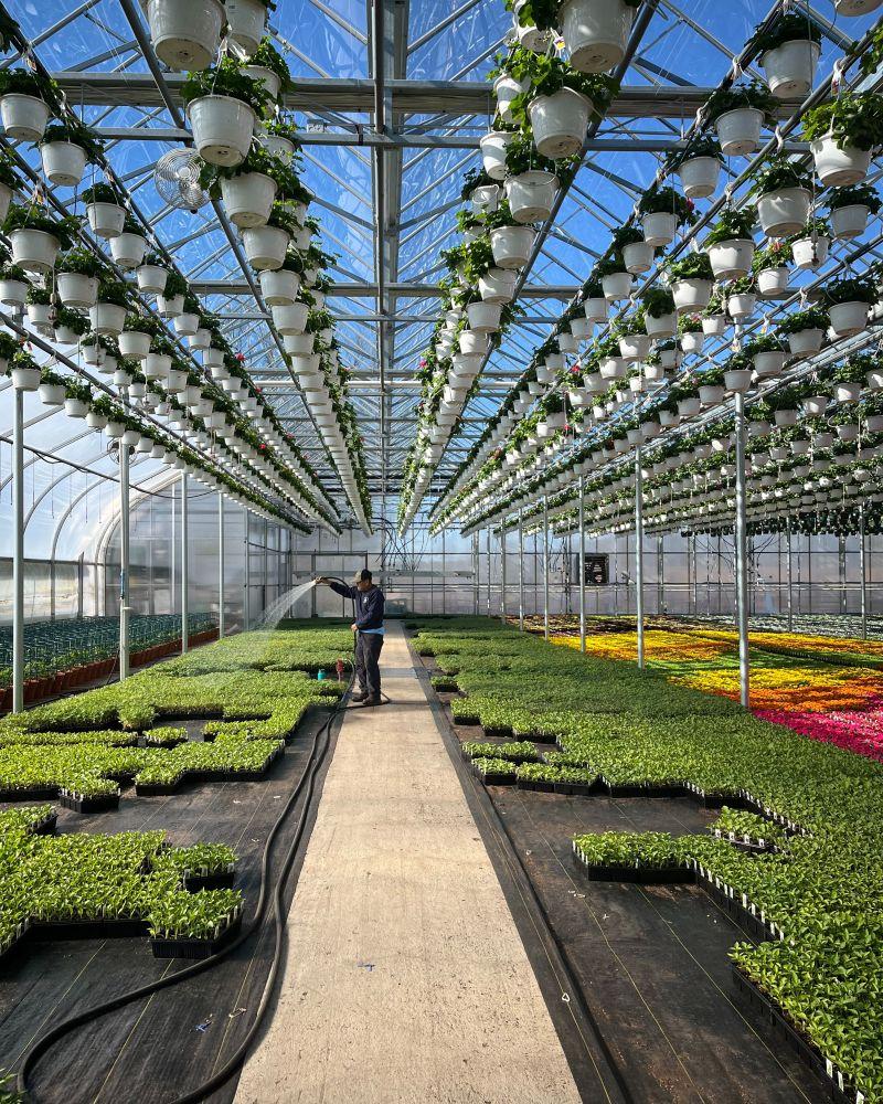 Greenhouse at De Francesco Farm