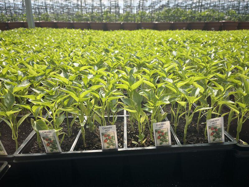 Plants inside greenhouse at De Francesco Farm