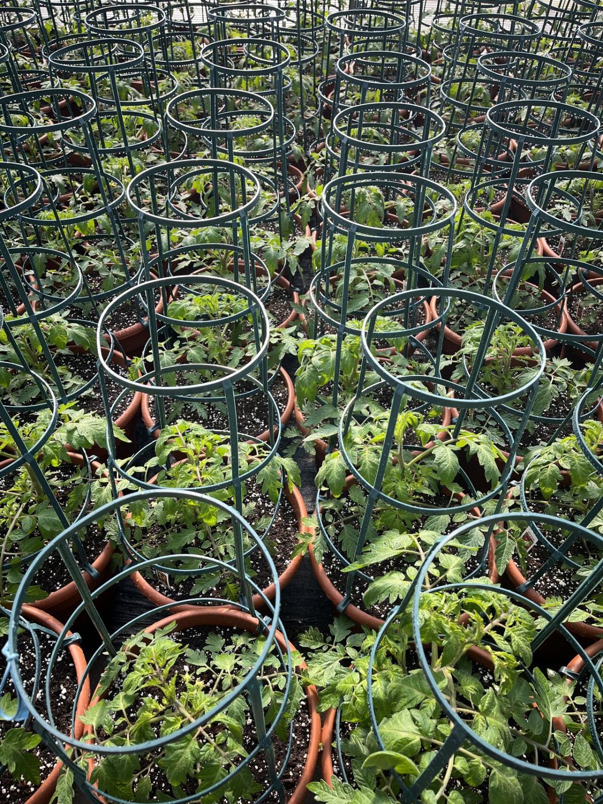tomato plants at De Francesco Farm