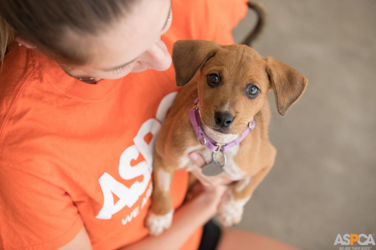 Subaru of America Supports Shelter Pets During 2019 New York International Auto Show With Adoption Event Subaru of America Supports Shelter Pets During 2019 New York International Auto Show With Adoption Event
