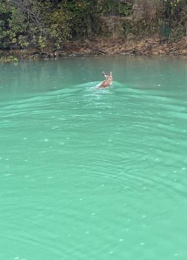 animal swimming across creek