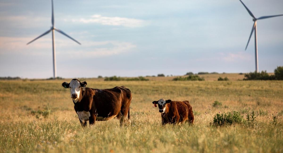 Cows in a field with wind turbines