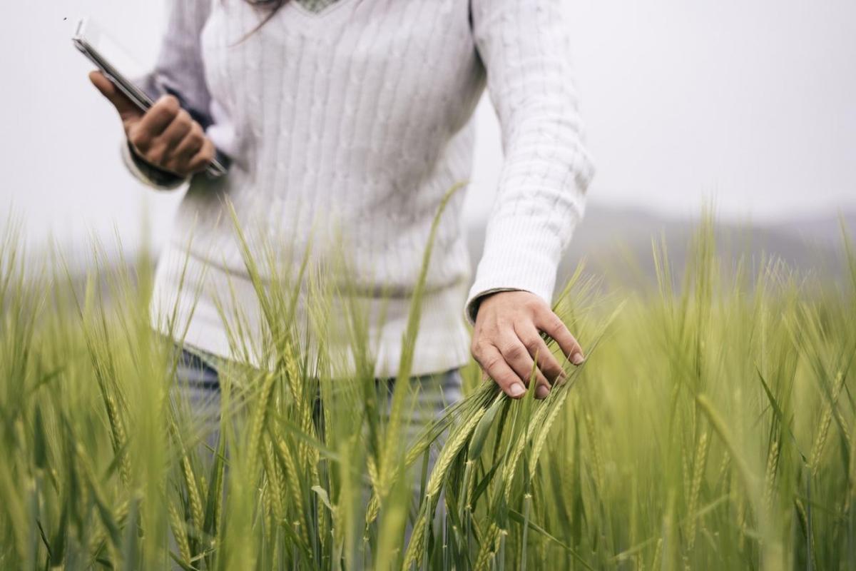 Person in a field