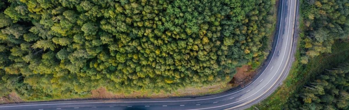 Forest with a river from above