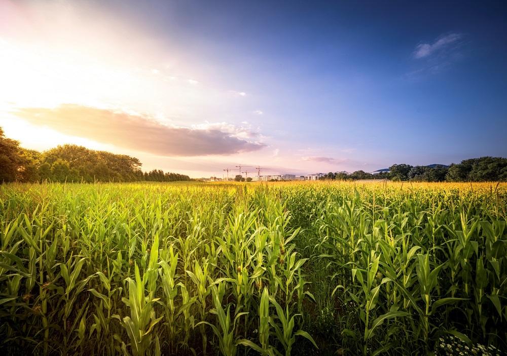 Corn Field