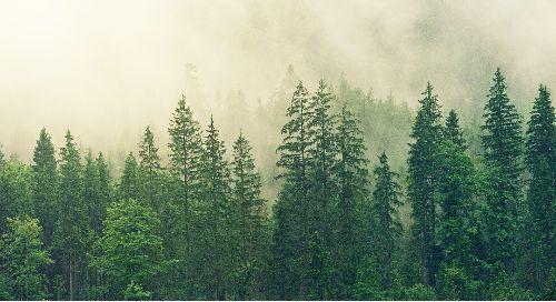 Photo of trees with mist.