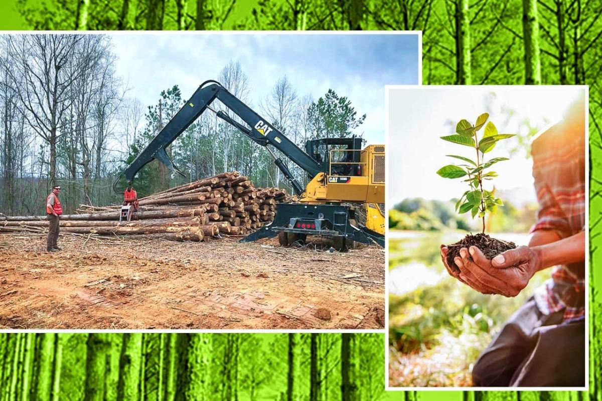 2 collage images in front of green background of hands holding a tree and a trees cut down