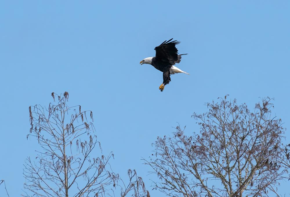 A bald eagle in flight