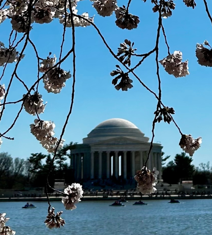 Cherry blossom tree with a building in the distance 