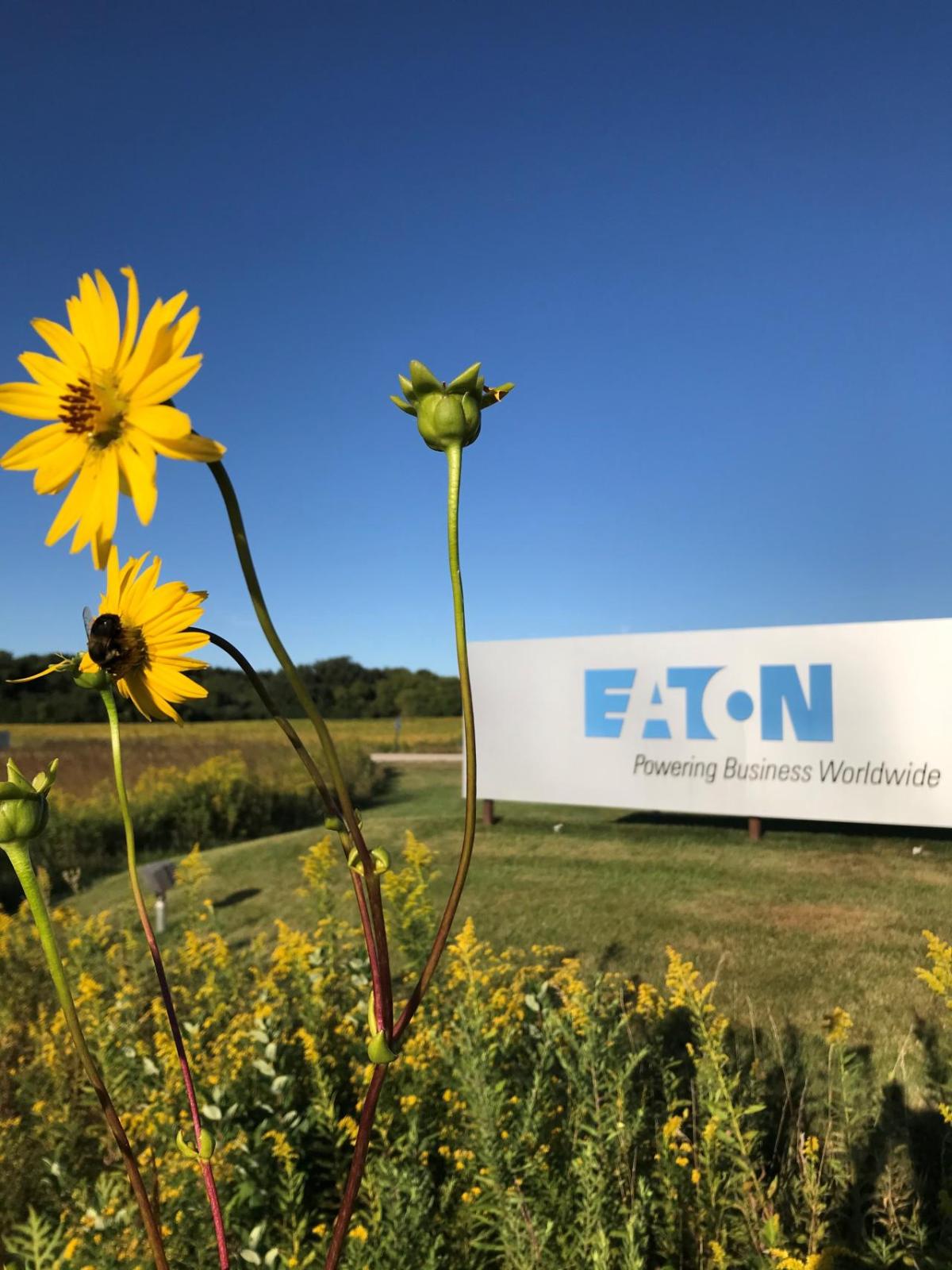 Eaton sign and sunflower