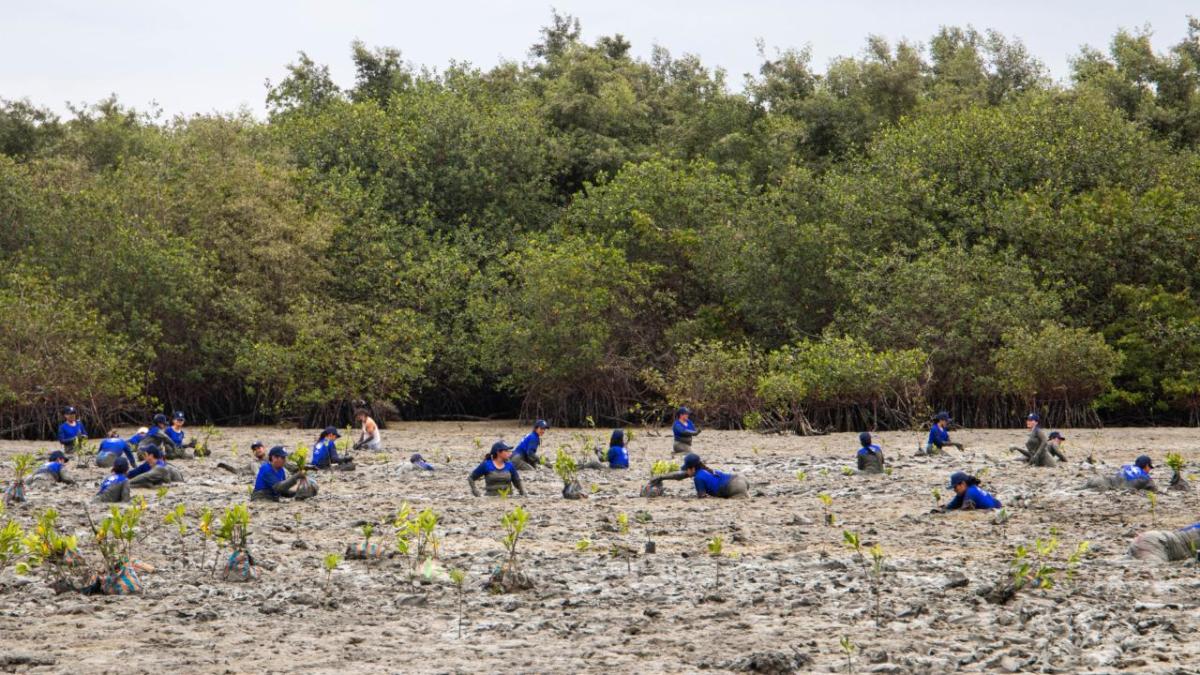 Volunteers plant young mangrove trees in a muddy coastal area as part of a community-led environmental conservation initiative in Ecuador.