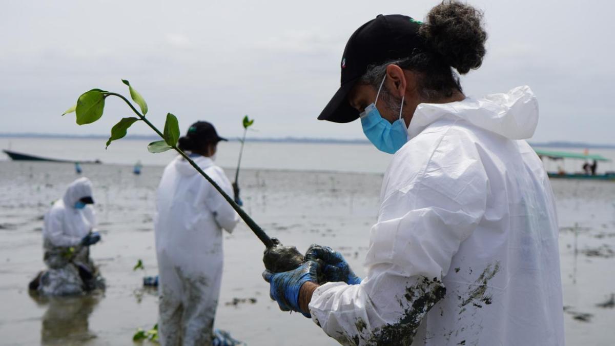 Mangrove planting around DP World's Posorja terminal in Ecuador