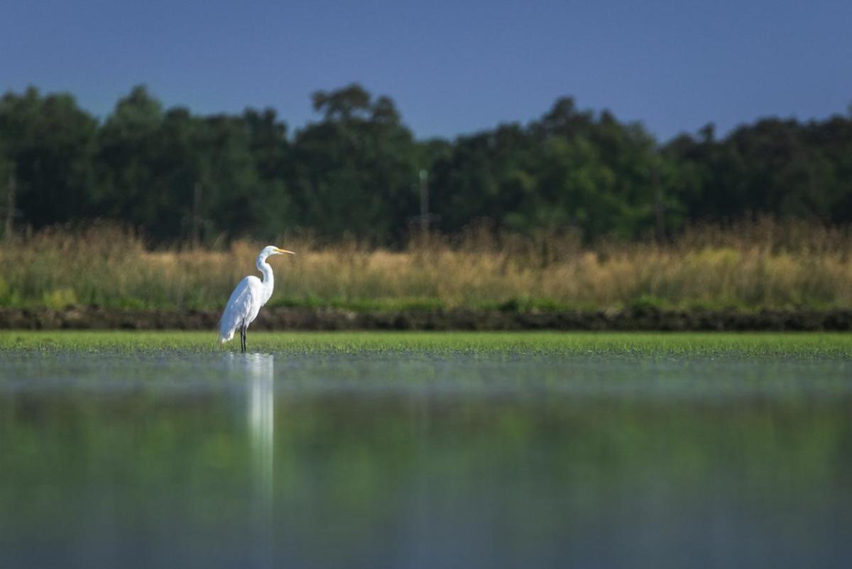 heron on water