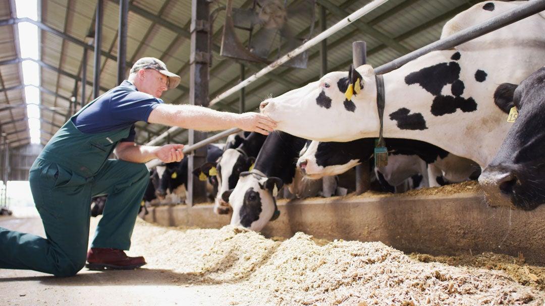 farmer petting the face of a cow 