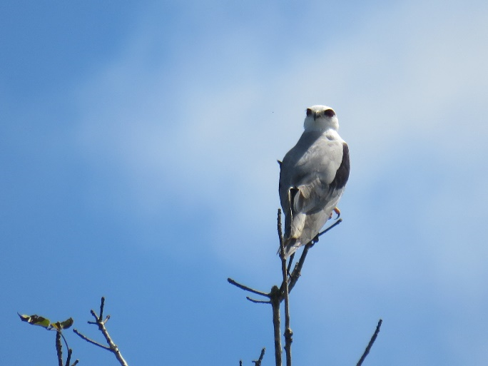 Bird on the highest branch, a blue sky behind it.