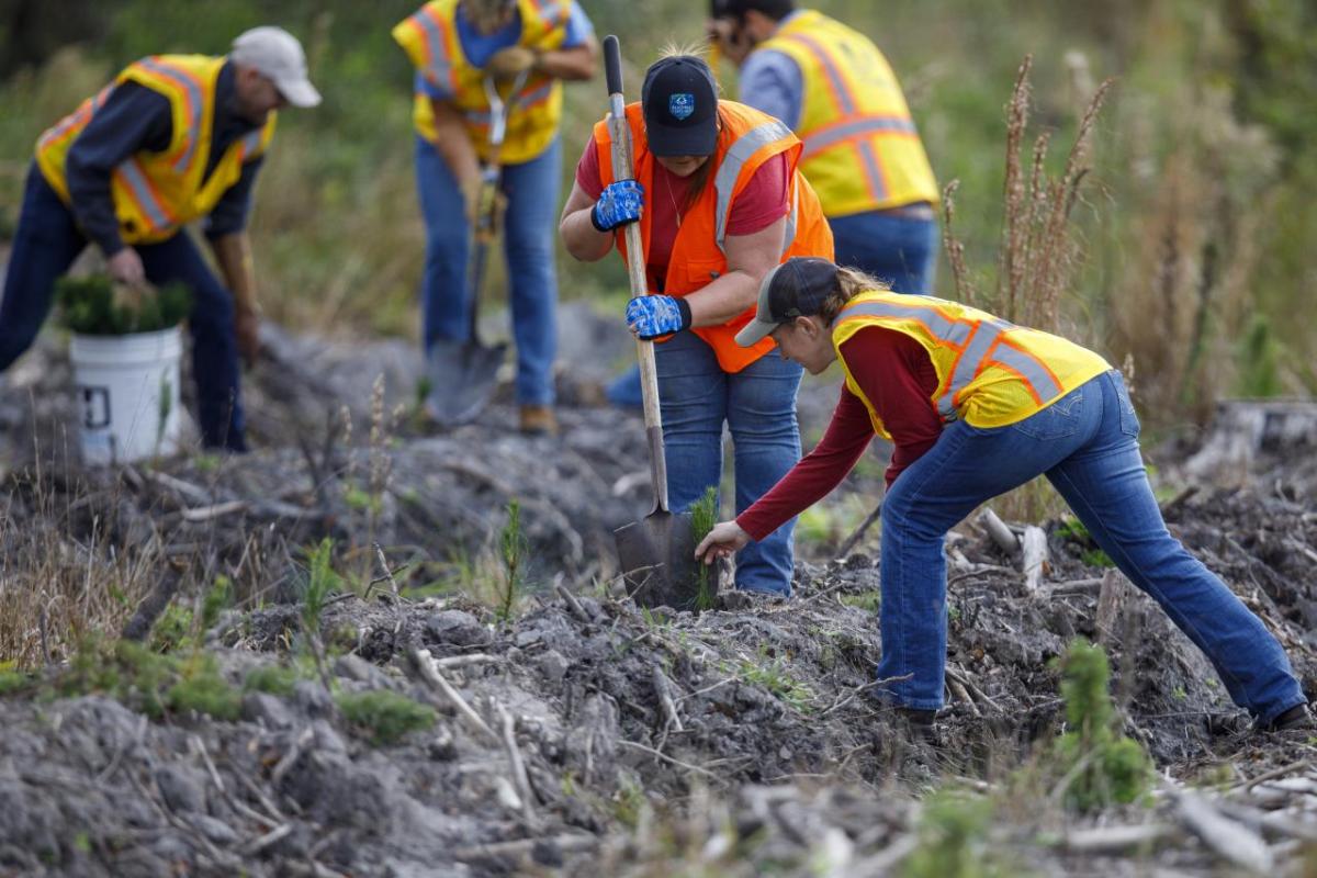 Rayonier employees planting 