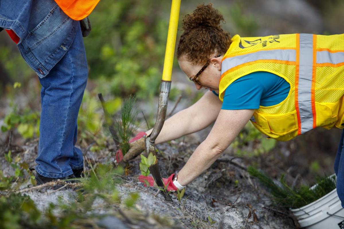 Rayonier employee planting 