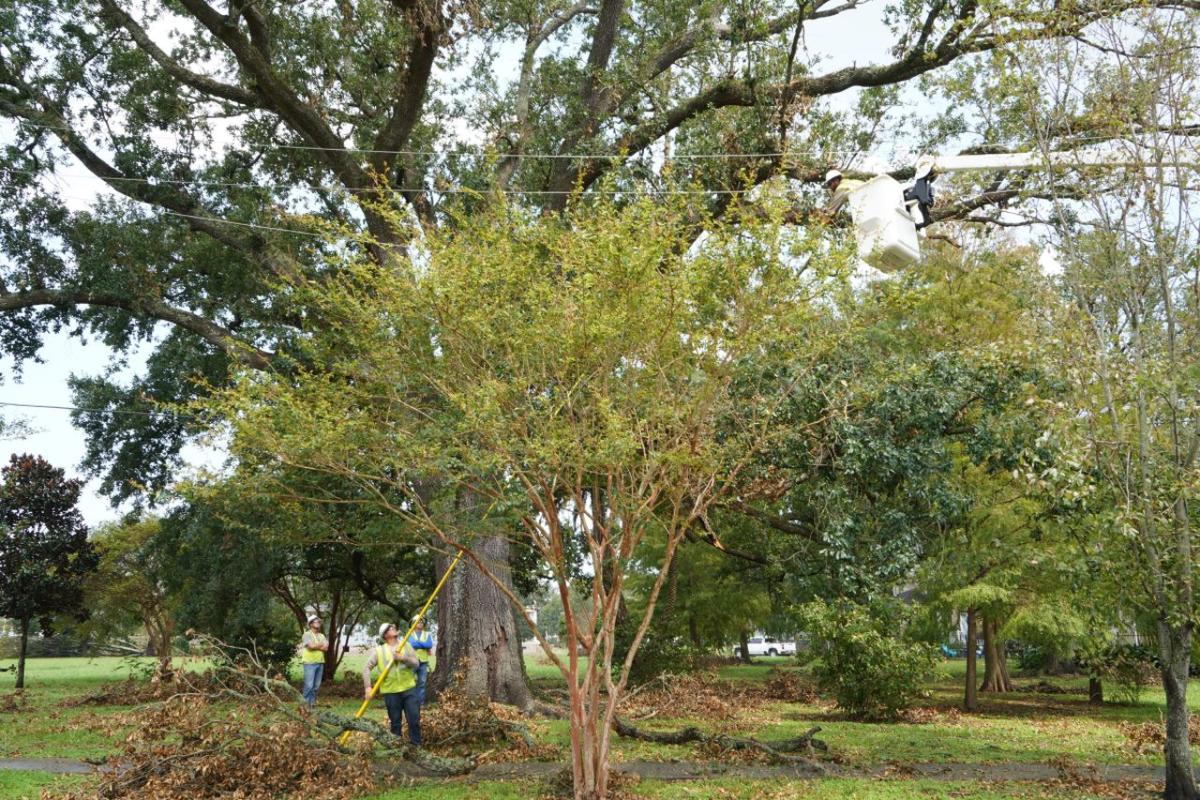 worker cutting tree branches