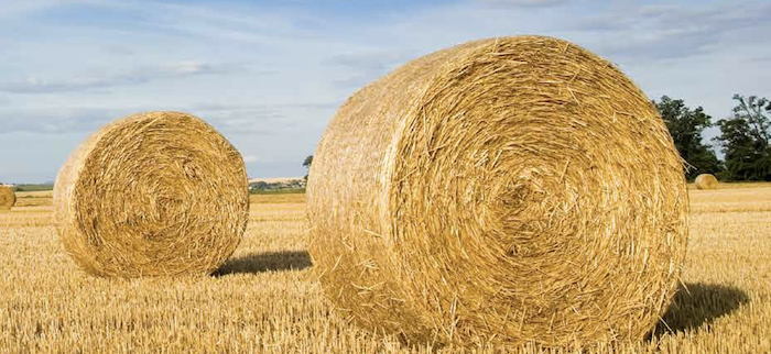 Hay rolled up in a field.