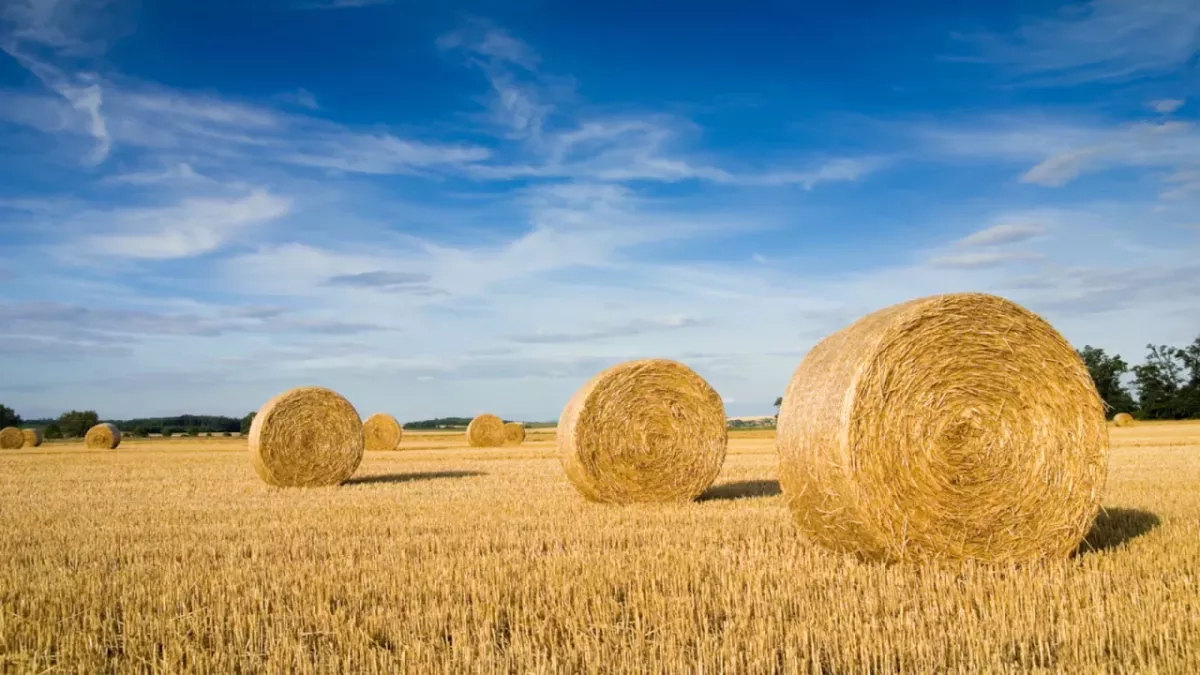 Field with rolled hay and a blue sky.