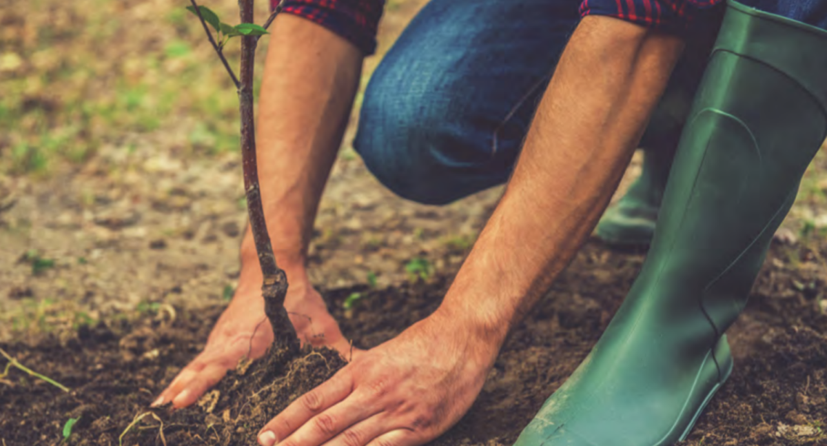 Person knelt down planting a tree